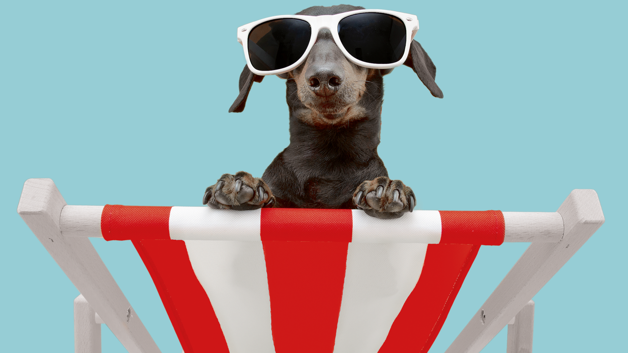 pets verão cuidados