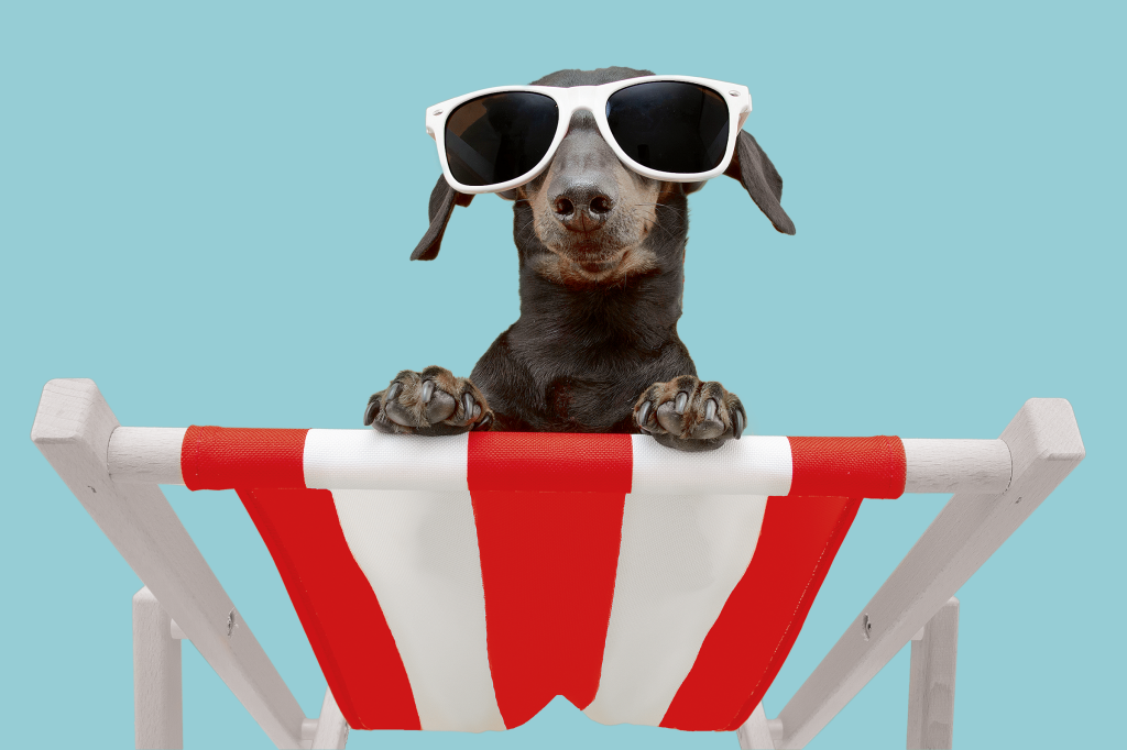 Cuidados extras para animais nos dias quentes