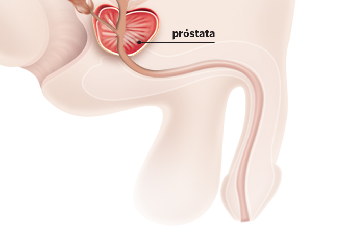 prostata-onde-fica prostata-onde-fica
