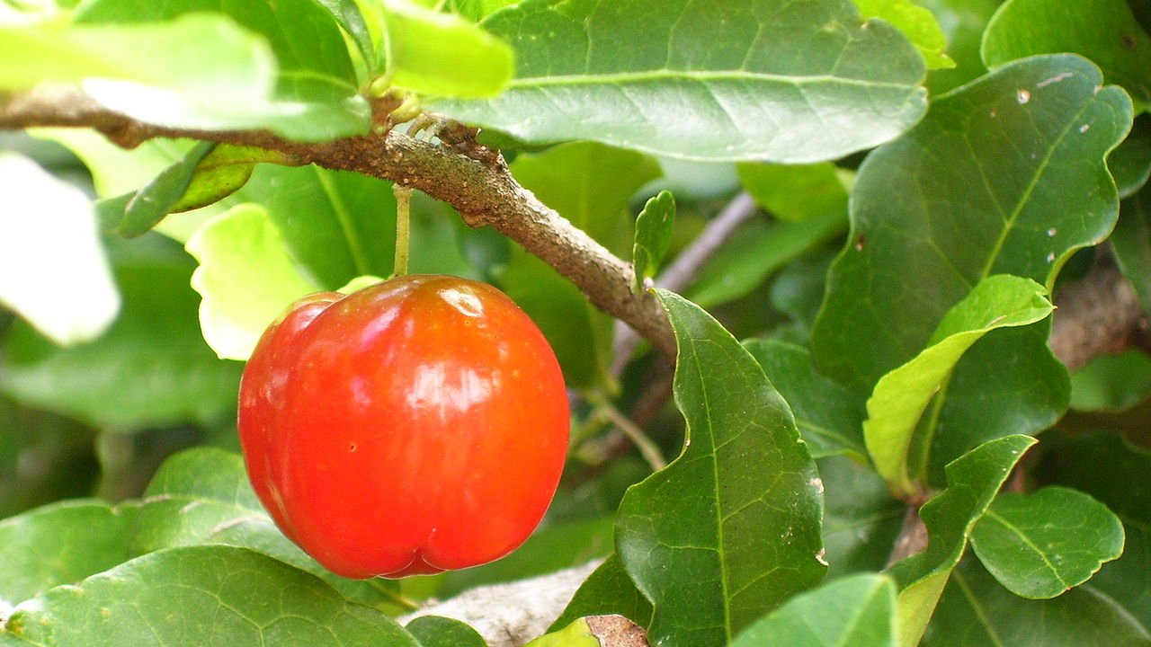 acerola-beneficios-da-fruta-vitamina-c-como-incluir-na-dieta