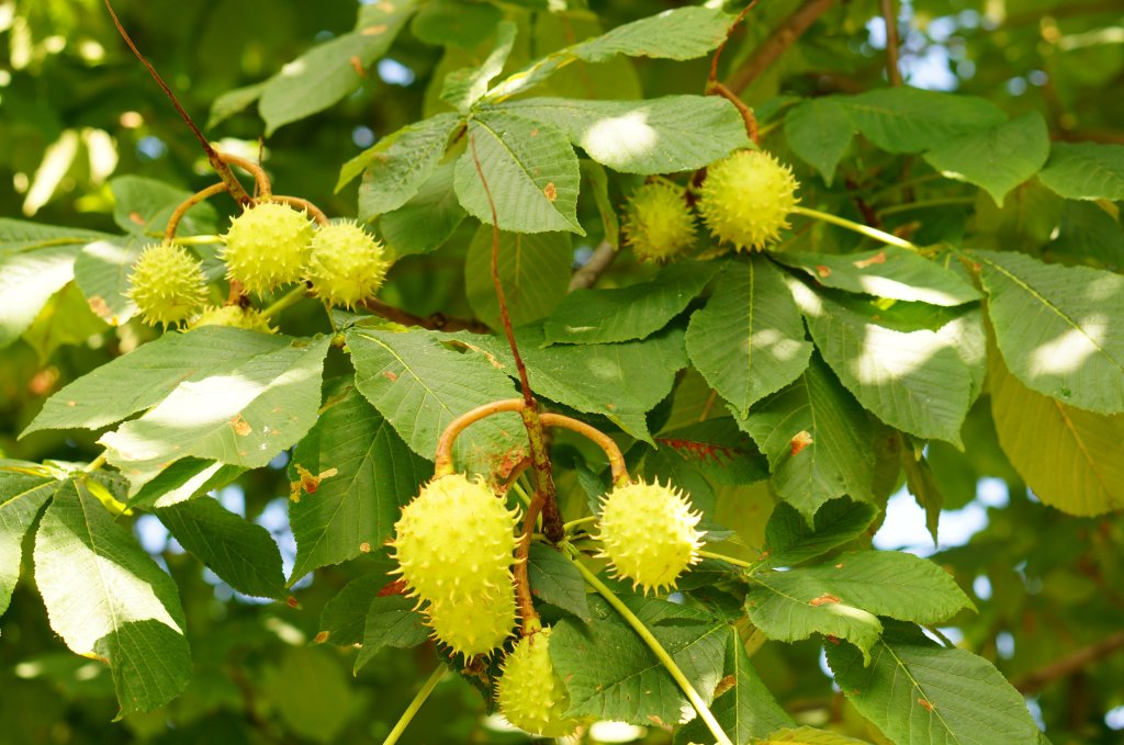 oleo-de-ricino-quais-os-usos-tratamento-cabelo