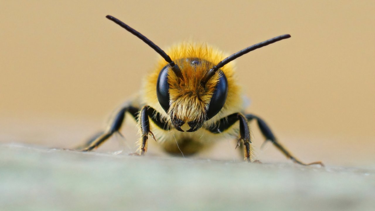 picada-de-abelha-o-que-fazer-quais-cuidados-tomar-reacao-alergica