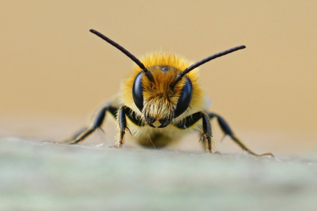 picada-de-abelha-o-que-fazer-quais-cuidados-tomar-reacao-alergica