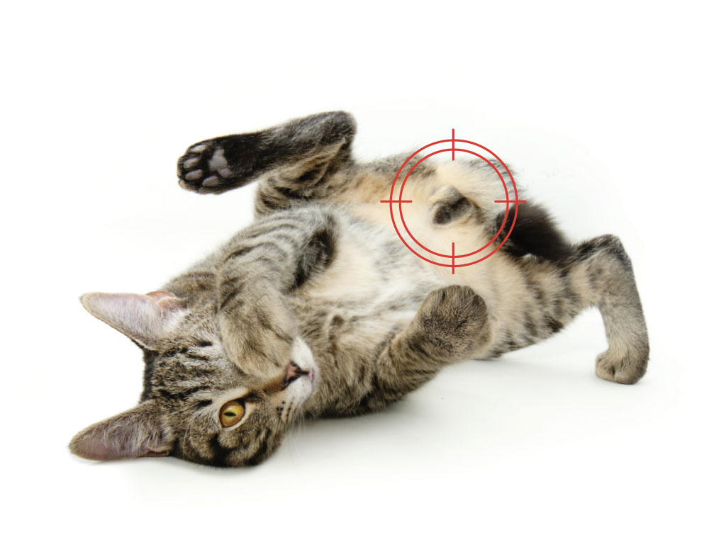 Mutirões de castração obedecem a novas regras