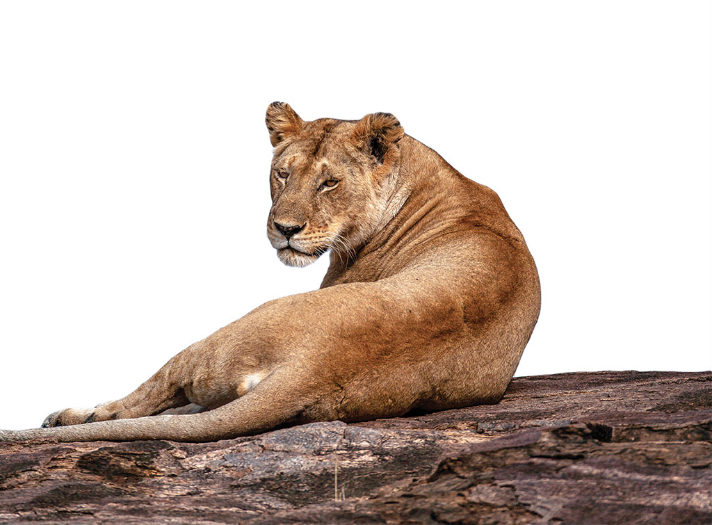 Obra narra como os mamíferos passaram a reinar no planeta