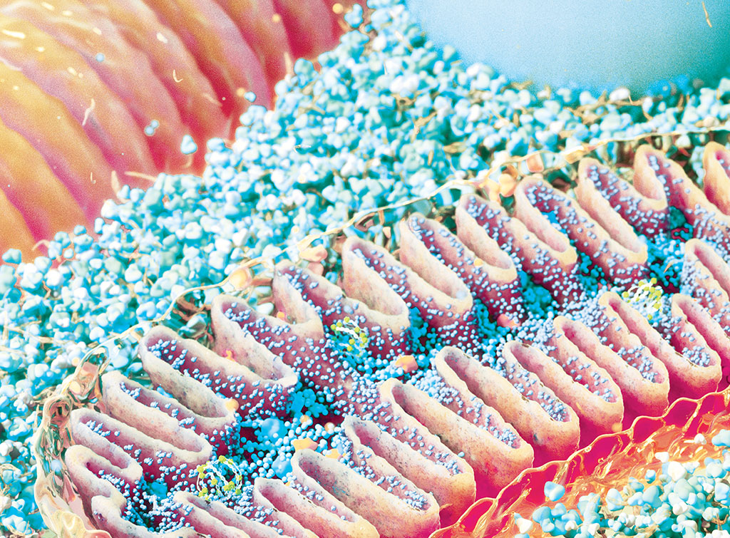 Zoom: a mãe da vida