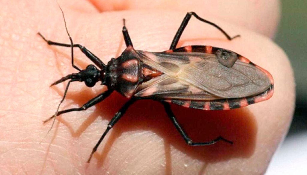 Doença de Chagas: conheça os principais sintomas e a forma de transmissão
