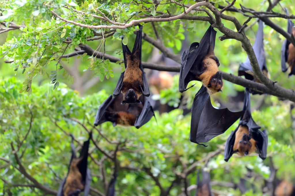 “Vírus cerebral incurável”? O que é o Nipah, que matou jovem na Índia