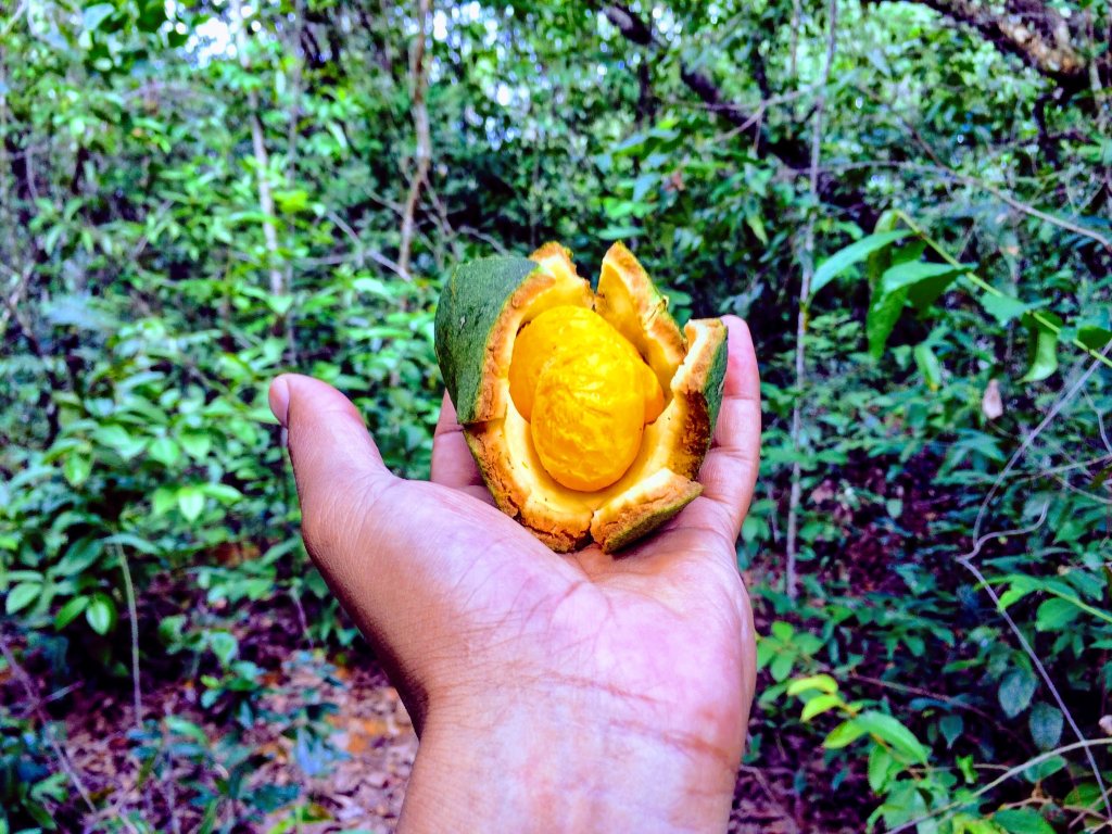Conheça o pequi, fruta do Cerrado brasileiro cheia de benefícios