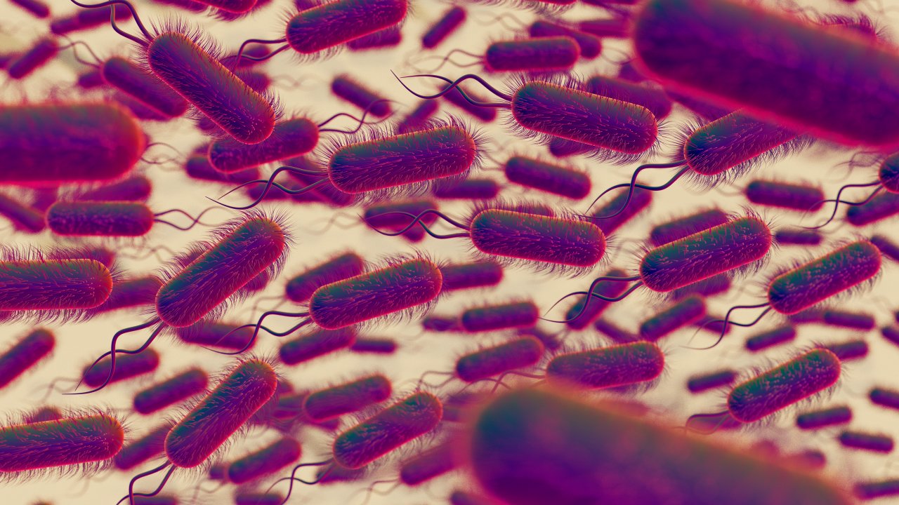 salmonella-salmonelose-bacterias