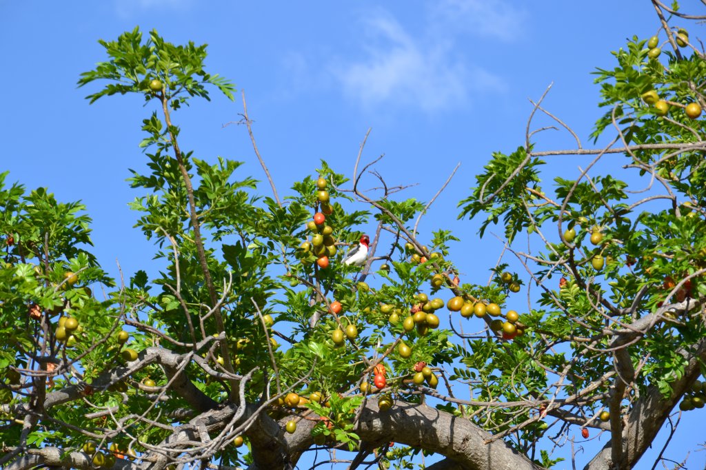 Seriguela: nativa da América Central, fruta “virou” brasileira e traz benefícios à saúde