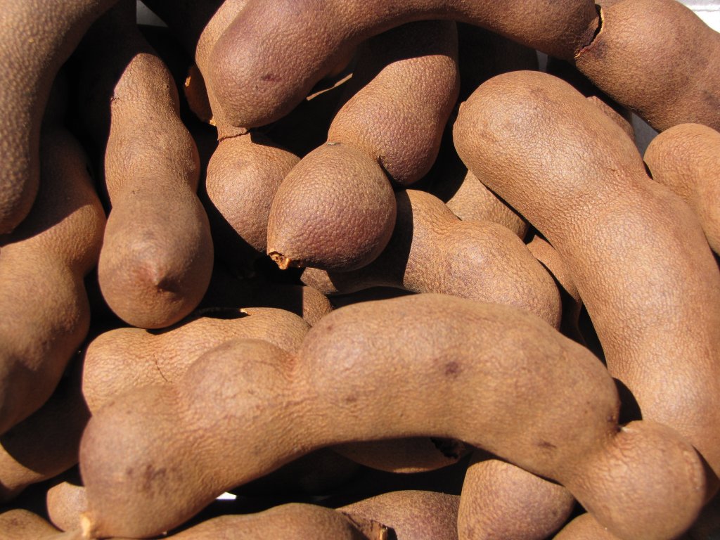 Você conhece o tamarindo? Fruta tropical é rica em fibras e antioxidantes